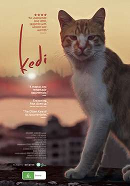 Kedi poster